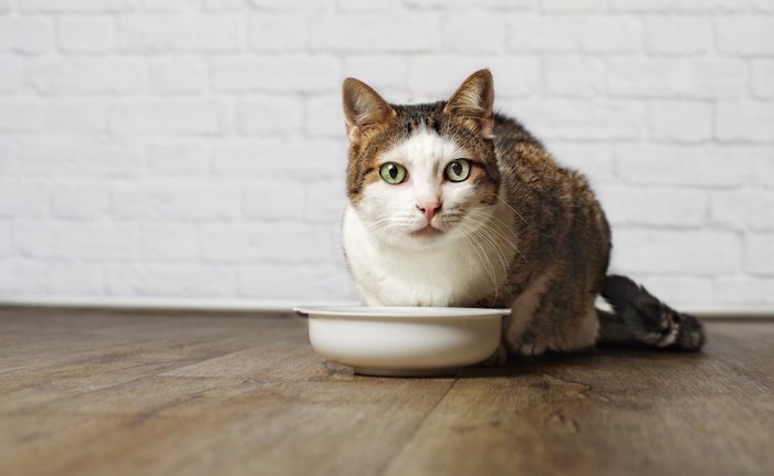 白い器でご飯を食べる猫