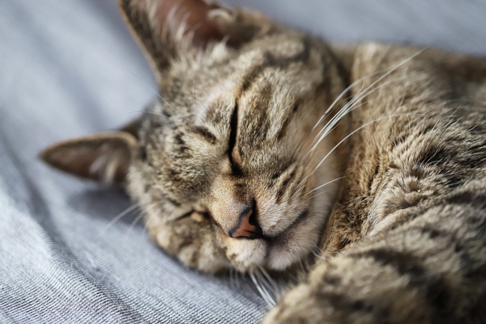 眠りこけるキジトラ猫