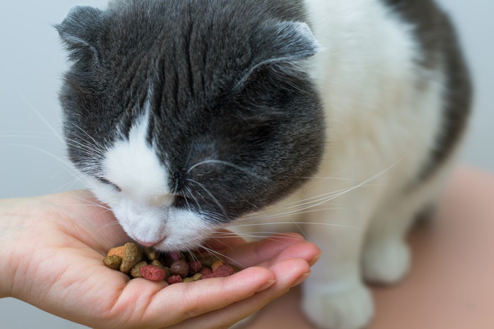 猫に餌をあげる人の手