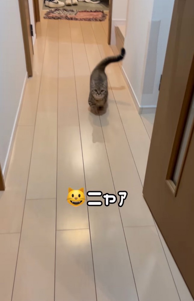 やってくる猫