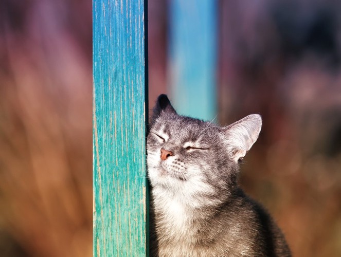 柱に顔を擦り付ける猫