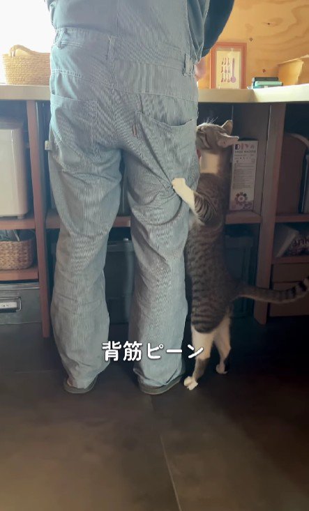 飼い主の脚にしがみつく猫