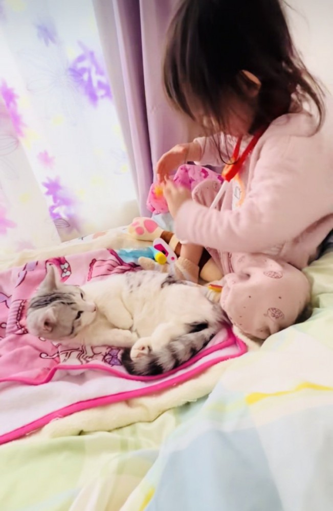 ベッドの上でお医者さんごっこをする女の子とマンチカン