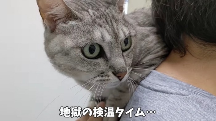 人の方の上に乗る猫