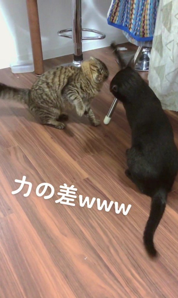 猫パンチをするクロ猫ちゃん