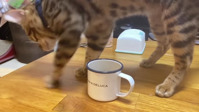 マグカップに砂かけの仕草をする猫