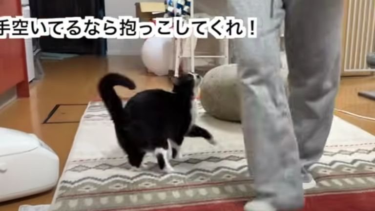 室内にいる猫