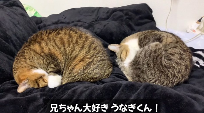 眠る猫