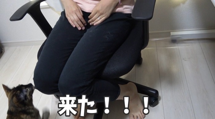 座っている飼い主と見ている猫