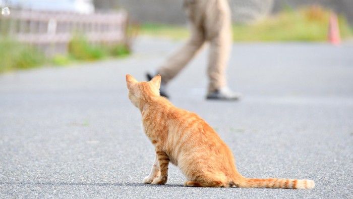 通りすがる人を見ている猫