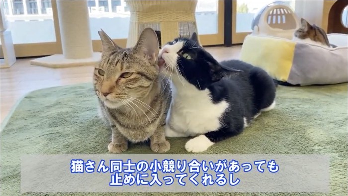 毛づくろいをする猫