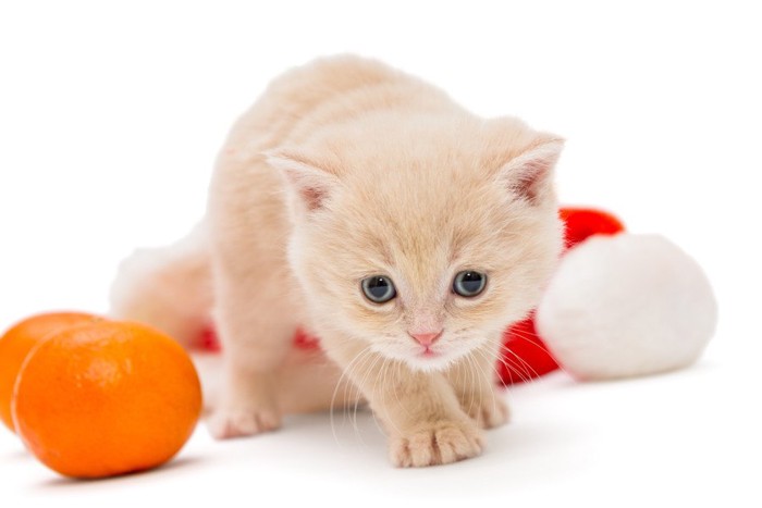 みかんが気になる子猫