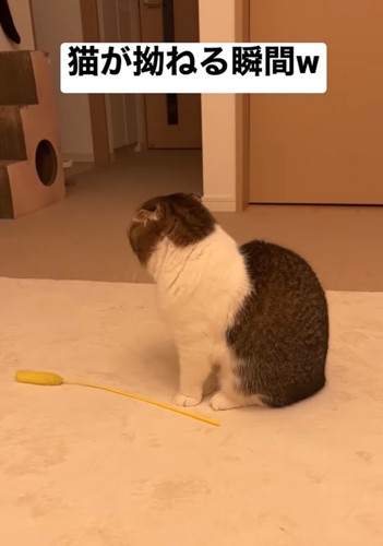 悲しそうな背中