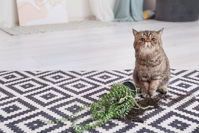 植木鉢を倒した猫