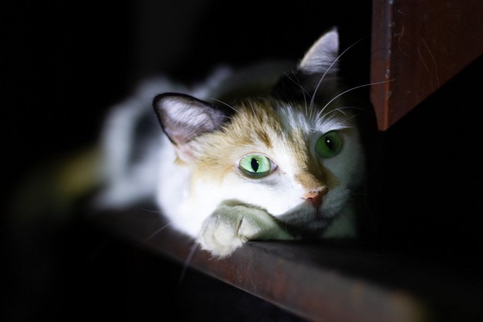 暗闇の中にいるベネズエラの猫