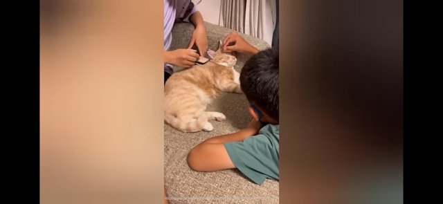 男児、女児、猫