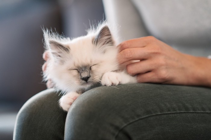 膝の上の猫