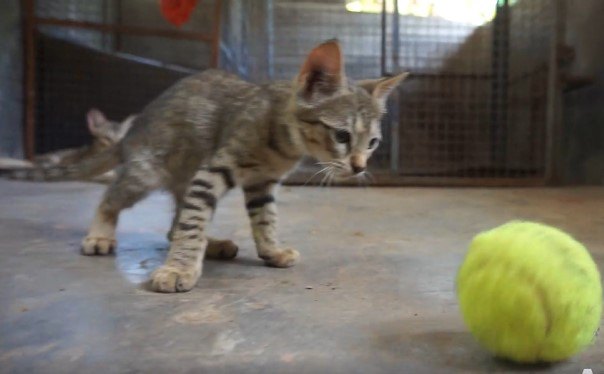 歩いている子猫