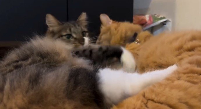 キジ白の肩を噛もうとする茶トラ