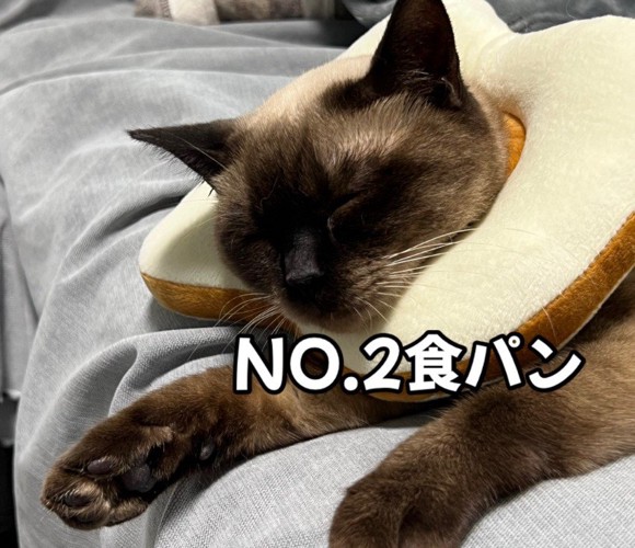 カラーをつけているおこげちゃん