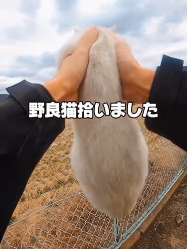 持ち上げられた猫の背中