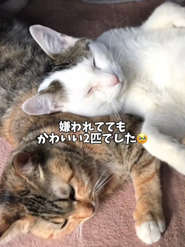 寄り添う2匹の猫
