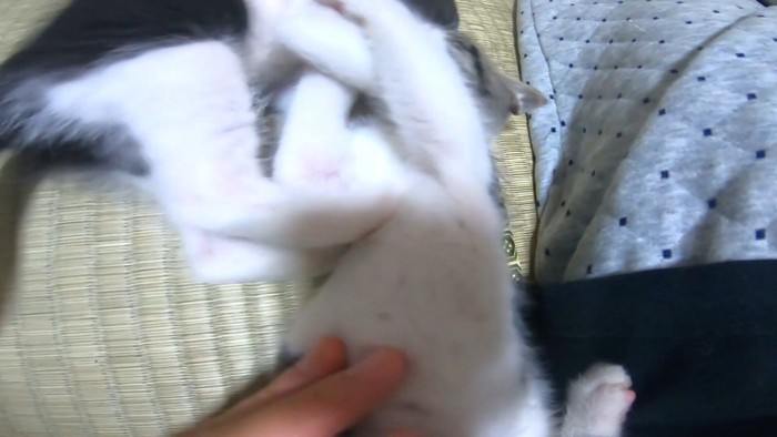 取っ組み合い