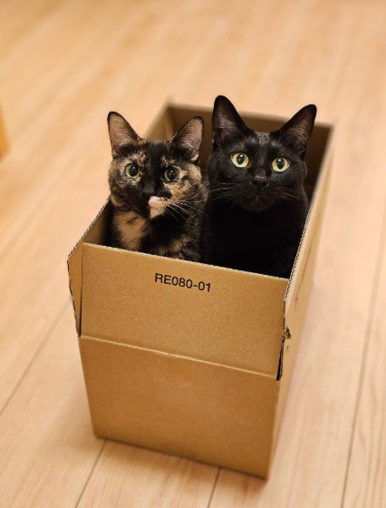 段ボールの中に入る2匹の猫