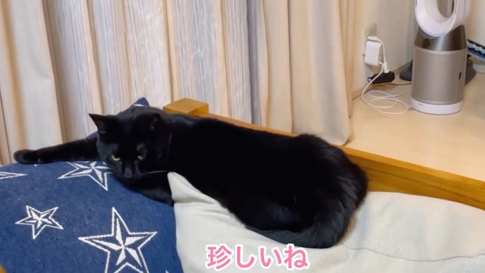 クッションの上で寝る猫