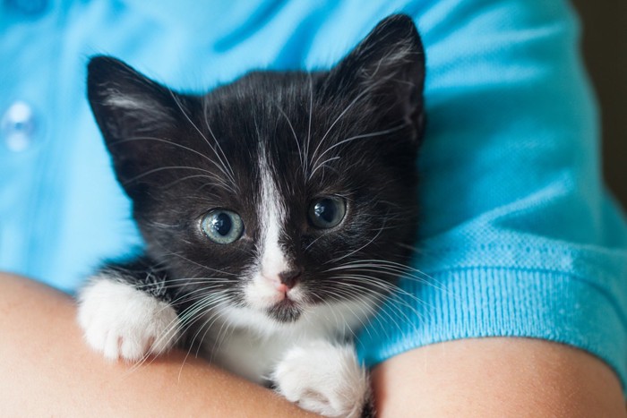 抱っこされている子猫