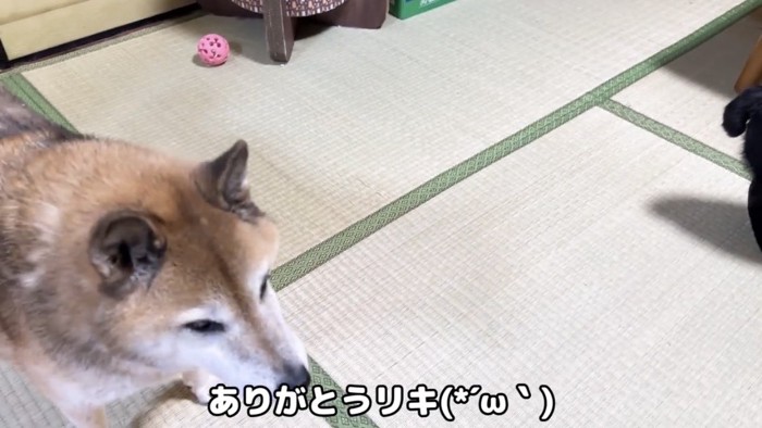 部屋の中で過ごす犬