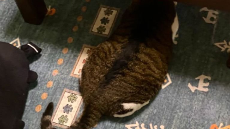 室内にいる猫