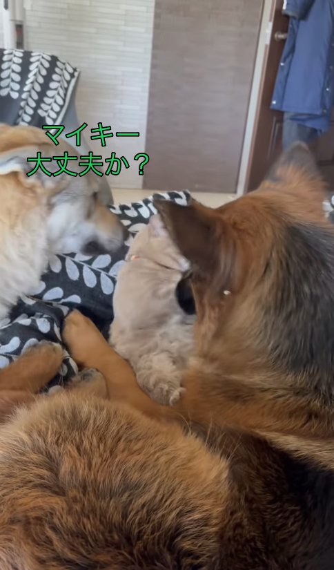 犬2匹に囲まれた猫