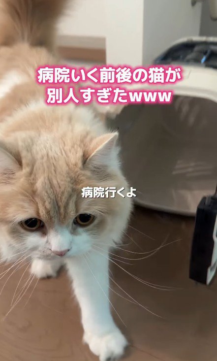 キャリーケースと猫