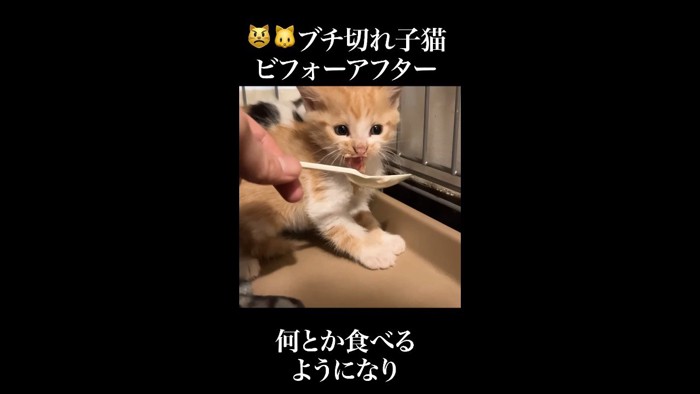 口元を汚しながら威嚇