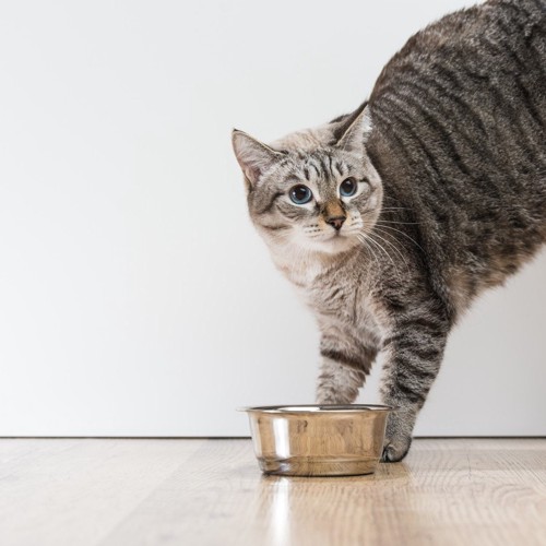 餌よりも他のことに気を取られる猫