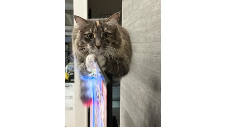 テレビの上の猫