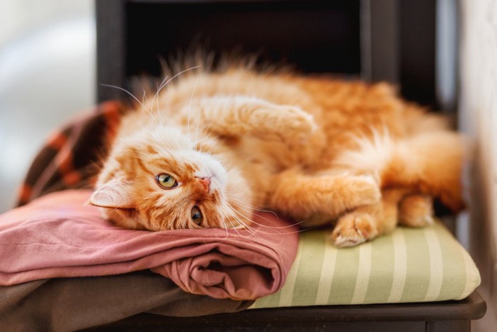 洋服の上でごろんと転がる長毛猫