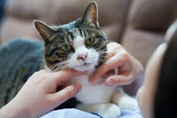 飼い主のお腹の上に乗って甘える猫