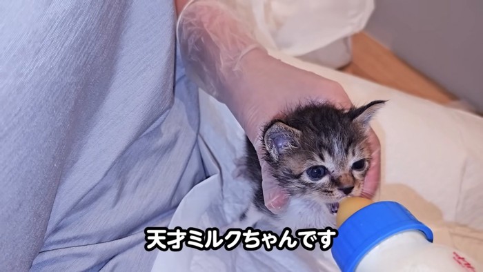 ミルクを飲むもう1匹の子猫