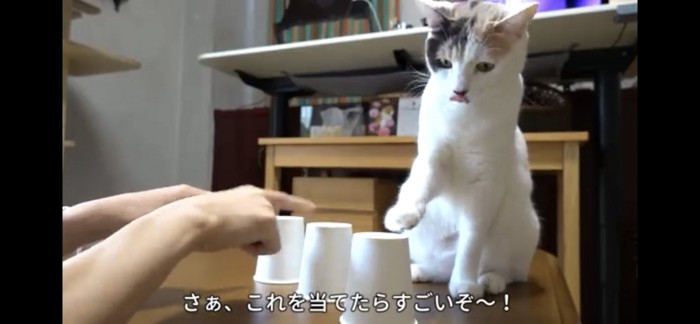 紙コップを触ろうとする猫