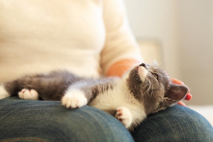 女性の膝の上で見上げる猫