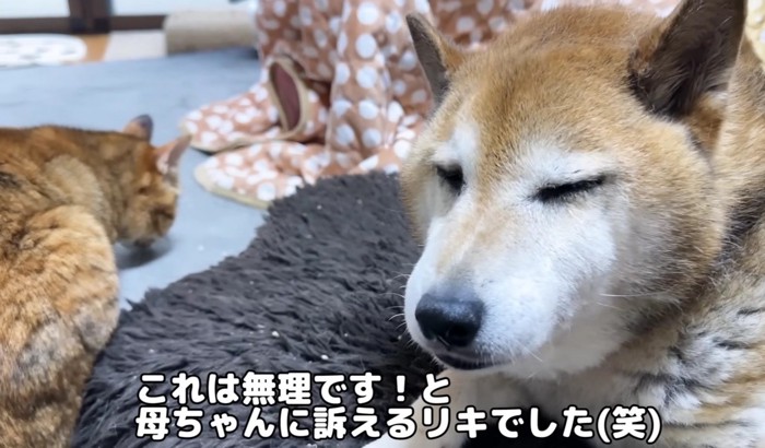 カメラを細めで見つめるリキくん