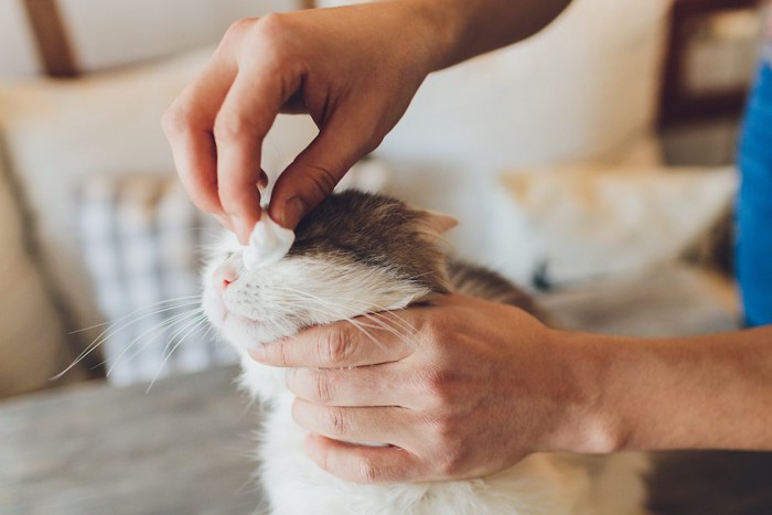 目元をコットンで拭かれている猫