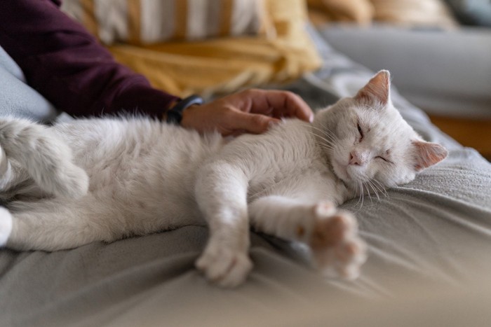 飼い主の側でゴロン