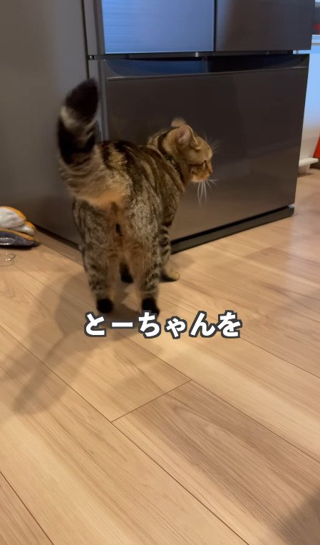 助けを呼びにいく猫