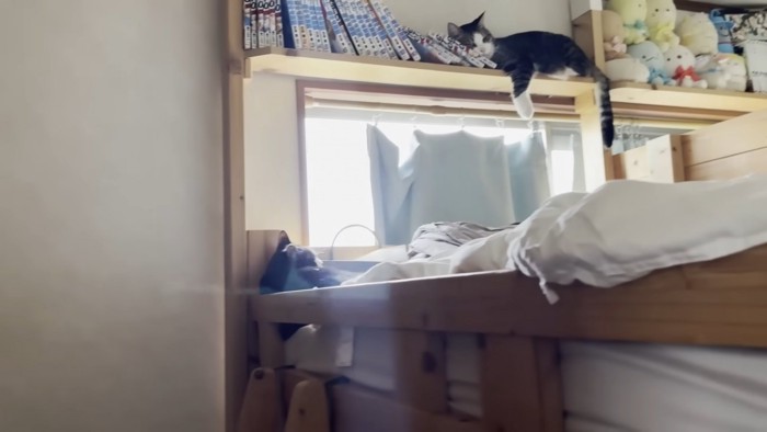 ベッドの角に丸まる猫ちゃんと本棚でくつろぐ猫ちゃん