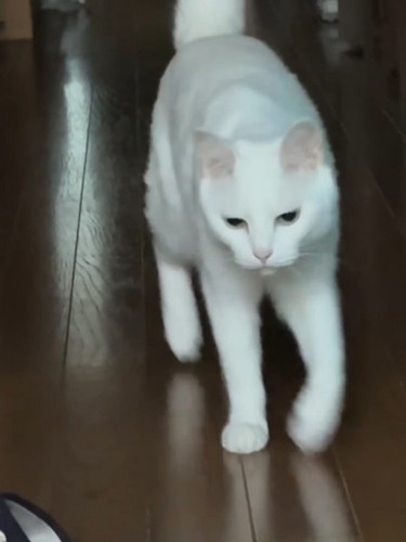 歩いてくる白猫