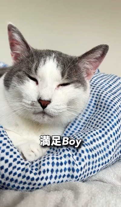 ベッドにあがって寝る猫