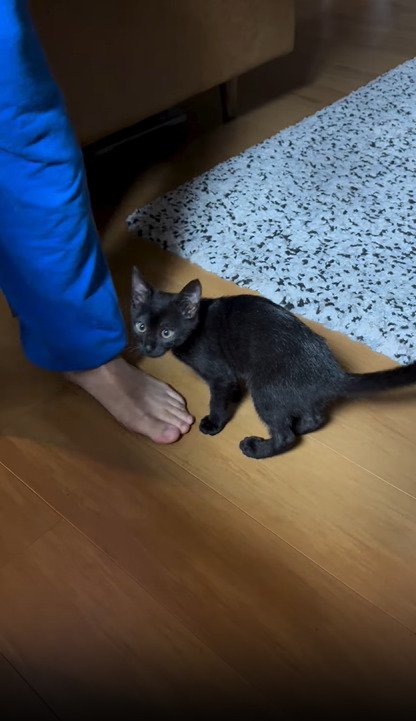 振り向く子猫